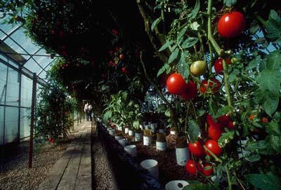 Redazione di Operai Contro, ieri sono andato a fare la spesa al supermercato. fiori di zucchina, zucchine, peperoni e melanzane. Tutti prodotti non stagionali. Da dove vengono? Chi li produce? Chi li raccoglie? Nelle campagne della Puglia, della Sicilia e nell’agro pontino laziale ci sono migliaia di serre a volte riscaldate dove decine di migliaia di operai agricoli lavorano in condizioni di schiavitù per ingrassare padroni grandi e piccoli. https://www.youtube.com/watch?feature=player_embedded&v=OqW-N_710fc