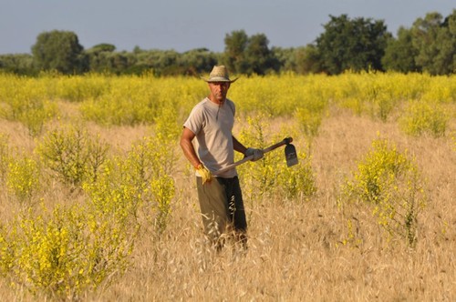 Mena lu zappone … dice il padrone Fatica sprecata … risponde l’operaio «L’operaio lavora con le sue braccia, l’ingegnere con la lingua: chi è pagato di più? Ci pare di aver narrato una volta del proprietario di provincia che, seduto all’ombra e pipando, senza posa incita il giornaliero che ha assunto, il quale suda e tace: mena lu zappone! Per tema che una breve sosta nel colpo gli tolga profitto». Amadeo Bordiga, I fattori di razza e nazione nella teoria marxista. Il tempo passa ma la musica dei padroni è sempre la stessa: mena lu zappone! E ieri come […]