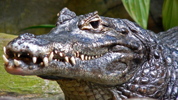 Caro Direttore Il rifinanziamento della cassa integrazione è stato ancora rinviato,e di riprendere il lavoro non se ne parla. 700 mila operai e lavoratori in cassa integrazione, rischiano di restare senza sussidio e ingrossare le fila dei disoccupati. Per Pd e Pdl la priorità è non far naufragare il governo Letta, sempre più esposto ai ricatti di Berlusconi, dopo la recente conferma della sua condanna. Caimani, alligatori e coccodrilli del Pd e del Pdl che formano il governo Letta, stanno ben attenti a non pestarsi i piedi, al di là delle sceneggiate mediatiche. Mostrano le fauci al “popolino”, tentando […]