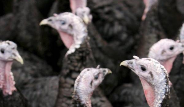 Redazione di Operai Contro, ora siamo al terzo. Un nuovo focolaio di contagio da aviaria è stato individuato in un allevamento di 18mila tacchini a Portomaggiore, nel ferrarese. L’allevamento si trova non molto distante dal sito di Ostellato, il primo ad essere stato colpito dall’aviaria. Gli esami hanno confermato la presenza del virus del tipo H7. Il focolaio è stato individuato grazie alla rete di protezione stesa per prevenire la diffusione del virus. Nell’allevamento si era verificata una mortalità anomala dei volatili. Gli esami specialistici sono stati condotti dalla sezione di Forlì dell’Istituto zooprofilattico, e confermati dal Centro nazionale […]