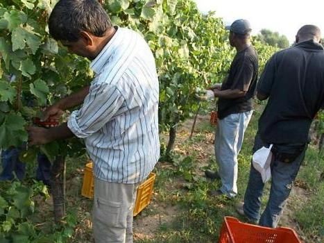 Redazione di Operai Contro, dopo la raccolta dei pomodori, gli immigrati sono invitati alla vendemmia dell’uva Il conto alla rovescia è iniziato per quella che potrebbe essere l’annata della vendemmia perfetta. Non c’è esperto e addetto ai lavori che, passeggiando tra gli alberelli di Primitivo delle campagne del versante orientale, non scorga grappoli ricchi e chicchi carnosi, prevedendo un raccolto di uve che per quantità rischia addirittura di far registrare un 50% in più rispetto allo scorso anno. I padroni delle vigne hanno già dato ordini ai caporali Noi immigrati dovremo lavorare fino a 15 ore al giorno per […]