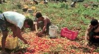 Redazione di Operai Contro, Sull’occupazione cadono gli ultimi miti. La leggenda secondo la quale durante i periodi di crisi economica l’occupazione in agricoltura aumenta, in controtendenza rispetto all’andamento negativo generale, viene smentita dai fatti. Nel secondo trimestre del 2013 gli occupati in agricoltura in Italia sono calati, dichiara la Coldiretti, del 10,1% rispetto al secondo trimestre del 2012. Il dato emerge dalle analisi delle organizzazioni agricole sulla base del report Istat sugli occupati e disoccupati nel secondo trimestre 2013.   L’agricoltura ha quindi perso 90mila occupati, facendo registrare, nello stesso periodo, il calo più pesante tra i diversi settori. […]