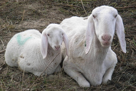 Redazione di Operai Contro, ho letto l’articolo sui braccianti di Mazara da voi pubblicato  ieri. Lo letto anche sull Fatto Quotidiano on line. Più passa il tempo e più mi convinco che solo un paese di depressi tollera queste situazioni: pensioni da arricchimento e pensioni a pane e acqua, gip che arrestano e nelle carceri sono finiti i  posti in piedi. Su 100 magistrati, 20 sono preparati e competenti gli altri sono delle emerite teste di …… 1 anno per una ecografia, condanne per finta, stipendi scandalosi per la casta, conti pubblici taroccati, debito pubblico inestinguibile e interessi insostenibili, sistema bancario […]