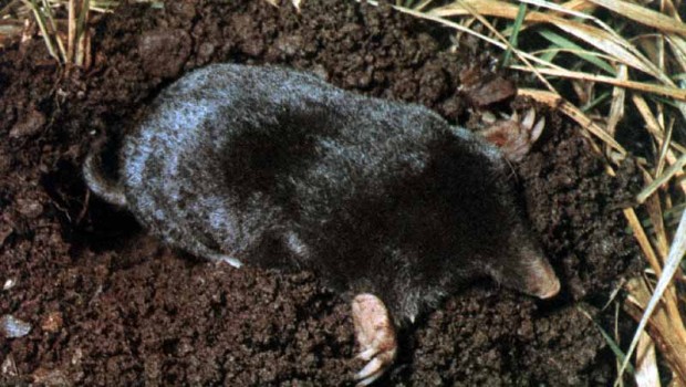 Redazione di Operai Contro, Una grande manifestazione organizzata dai movimenti e dagli amministratori, aperta a tutta Italia. Per dire «no» a un’opera «inutile e costosa», per la «libertà di espressione» e «la verità». E per dire che «il movimento No Tav non si ferma, ma rilancia». Sulla base di questi concetti, che sono diventati slogan nei manifesti, in Val di Susa si prepara il corteo che il prossimo 16 novembre marcerà attraverso Susa. «Una bufala mediatica – dicono i promotori dell’iniziativa parlando della presentazione alla stampa della grande fresa che scaverà sette chilometri di tunnel, avvenuta martedì -. Hanno attaccato la batteria […]