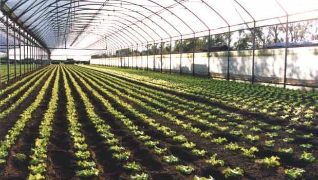 Redazione di Operai Contro, E’ morto folgorato, Emanuele Gravina,  di Acata in provincia di Ragusa. L’operaio di 35 anni, stava lavorando nelle serre con la pompa. Ancora incerte le cause che hanno spinto l’uomo forse a toccare  una presa della corrente che appoggiava nell’erba bagnata. Pochi secondi di scarica elettrica sono risultati fatali per il giovane lavoratore. E’ morto folgorato. A lanciare l’allarme il papà dello sfortunato Emanuele. I soccorritori hanno provato in tutti i modi a rianimarlo, ma  a nulla è servito il massaggio cardiaco e il defibrillatore. Sul posto si sono portati i Carabinieri di Acate per […]