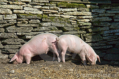 Caro Operai Contro, ha proprio ragione quell’operaio indignato contro i gangester artefici del nuovo Porcellum e i loro soci che si sprecano in proposte “migliorative”. Io ci aggiungo anche con rare eccezioni, la stampa e i mezzi d’informazione. Pensa che oggi il Corriere scrive in prima pagina che 6 italiani su 10 approvano “l’Italicum”, così viene chiamato il nuovo Porcellum. A usare il loro stesso metro di misura, verrebbe da chiedere se la conta è stata fatta col premio di maggioranza. Col passare dei giorni, man mano si conoscono i particolari dell’accordo Renzi – Berlusconi sulla nuova legge elettorale, […]