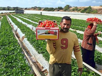 Caro Operai Contro ti invio questo articolo preso da “la Rebubblica” La storia di Kumar, indiano del Punjab, è simile a quella di migliaia di altri immigrati giunti in Italia per rifarsi una vita. Per mesi, a volte anni, lavorano gratis per risarcire il debito contratto con il viaggio. Solo nella provincia di Latina ce ne sono 35mila ma in Italia, secondo la Cgil, sarebbero 100mila. Vivono in condizioni disumane: ricattati, picchiati, succubi dei caporali. Un fenomeno più volte denunciato. Ma dopo lo sdegno, tutto resta immutato. Anzi: si diffonde nel sommerso. Perché il cibo arriva sulle nostre tavole […]