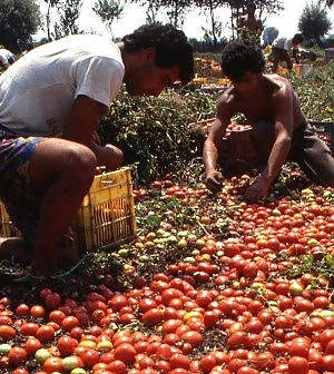 Redazione di Operai Contro, La crisi colpisce anche il lavoro nero. Secondo i calcoli della Cgia di Mestre, i posti di lavoro irregolari persi tra il 2007 e il 2012 ammontano a oltre 106.000 unità. L’esercito dei lavoratori in nero è sceso poco sotto i 3 milioni: quasi la metà (45,7%) opera nel Mezzogiorno. A livello territoriale, fa notare la Cgia, ci sono comunque forti differenze. Se tra il 2007 e il 2012 nel Centro Nord il calo delle unità irregolari è stato molto consistente (-67.500 nel Nordovest, -50.300  nel Centro e -38.900 nel Nordest) al Sud si è […]