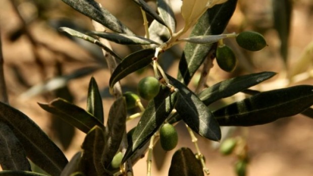 Vorrei dare conto, anche se in ritardo, di alcune notizie che mi hanno colpito quest’estate. Non parlo di fatti che rubano la scena della cronaca per lungo tempo, ampiamente analizzati anche su queste pagine, ma di vicende fugaci, spesso utilizzate per  “formare” l’opinione pubblica.  OLIO CONTRAFFATTO. Quest’estate è stata scoperta una mega truffa alimentare che ha coinvolto diverse regioni italiane. La base operativa era collocata in Puglia, ad Andria, ma l’olio contraffatto è stato smerciato in tutta Italia, anche in Toscana dove veniva venduto con etichette regionali. Di solito le vicende di frodi rubano poco tempo agli onori della […]