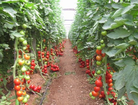 Spettabile Redazione, dopo la toccante testimonianza della bracciante che avete pubblicato la settimana scorsa “Storie di vita”, e il dibattito che ne è seguito, vi segnalo questo articolo dell’Espresso che denuncia la condizione delle braccianti nel ragusano. Saluti da un lettore Nel silenzio dei campi a Ragusa Il nuovo orrore delle schiave rumene Cinquemila donne lavorano nelle serre della provincia siciliana. Vivono segregate in campagna. Spesso con i figli piccoli. Nel totale isolamento subiscono ogni genere di violenza sessuale. Una realtà fatta di aborti, “festini” e ipocrisia. Dove tutti sanno e nessuno parla. VITTORIA (RG) – «Possono prendere il […]