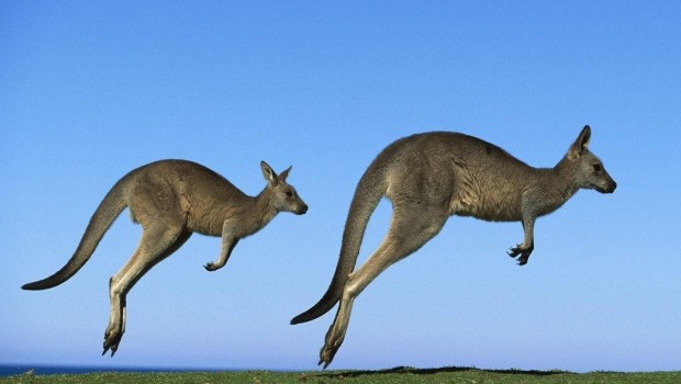 Redazione di Operai Contro, i gangster della politica si insultano e litigano. I gangster devono decidere le nuove regole della buffonata della democrazia elettorale: Italicum Devono decidere come spartirsi il 50% che, per adesso, ancora va a votare. I partiti si spaccano, gli emendamenti si moltiplicano, si chiama in campo i canguri. Alla fine regge ancora l’accordo tra il gangster Renzi e il pregiudicato Berlusconi Un lettore