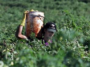 Redazione di Operai Contro, Sono più  di 15000 i “giovani italiani” che utilizzano il sistema della “vacanza lavoro” per ottenere la proroga del visto di soggiorno in l’Australia. Per la maggior parte sono giovani laureati che sperano di poter trovare un lavoro corrispondente al proprio status sociale ma, purtroppo per le loro belle speranze, la realtà dei fatti è molto diversa. Per ottenere il rinnovo del visto annuale la legge Australiana sul lavoro obbliga i richiedenti a svolgere per tre mesi un lavoro come operai nelle zone agricole del paese. E i padroni delle fattorie in cui i giovani […]