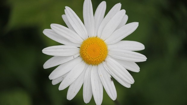 Redazione di Operai Contro, In questi giorni gli insegnanti sono, giustamente, in fermento e così tutti parlano dei problemi scolastici, anche coloro che, di fatto, hanno avvallato le controriforme scolastiche dell’ultimo decennio. Come ho detto nel mio intervento del 11- 4 – 2015, la madre di tutte le controriforme scolastiche è stata la riforma Gelmini, ma sarebbe sbagliato pensare che prima fosse tutto rose e fiori, semplicemente si peggiorata una situazione già profondamente negativa, dal nostro punto di vista. I RISVOLTI RECENTI In questi giorni il personale della scuola è in sciopero, anche per boicottare le prove invalsi previsti […]