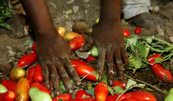 Redazione  La “guerra” contro i caporali è partita! Sono loro i nuovi bersagli di comodo dei buontemponi della “critica” sociale locale, regionale, nazionale. Dopo la morte di un bracciante sudanese mentre raccoglieva pomodori in un campo di Nardò, si è levato il rituale coro anticaporalato. Politici di sinistra e destra, sindacalisti di ogni risma, sociologi, giornalisti, opinionisti dell’ultima ora sostengono, per carità senza affannarsi, che bisogna “combattere la piaga del caporalato”, lo strapotere dei caporali che portano i braccianti africani a lavorare nei campi per raccogliere pomodori e angurie in condizioni disumane ed estorcono a essi denaro per essere […]