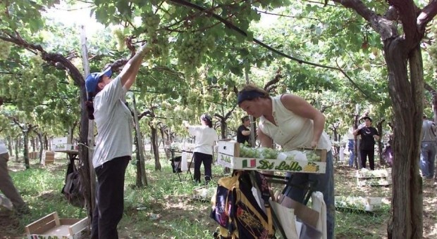 Redazione, ora i farabutti al servizio dei padroni cercano la causa della morte dei braccianti. Sono stati uccisi dai padroni Smettiamola con le stronzate del caldo eccessivo Maria Lemma è stata uccisa dal padrone Un bracciante di ANTONELLO PICCOLO MASSAFRA. Si è spenta nel silenzio, senza alcun clamore mediatico, portando con sè l’amore per quei campi che da vent’anni curava con grande tenacia. Maria Lemma, 39 anni, bracciante agricola di Massafra regolarmente assunta dal suo datore di lavoro, anche lei – come l’altra collega pugliese deceduta – l’ultimo abbraccio ai suoi cari l’ha dato prima che il sole sorgesse, […]