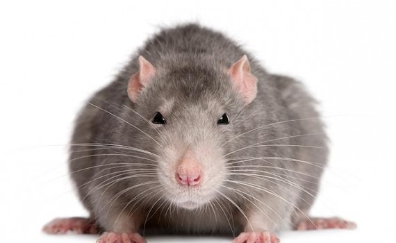 Cara Redazione voglio anch’io fare una segnalazione sulla “buona scuola” di Renzi. Suona proprio come una presa in giro tutto il baccano che aveva fatto Renzi girando per le scuole l’anno scorso, promettendo interventi e finanziamenti per le aule e gli edifici fatiscenti. Ancora una volta debbo constatare che si trattava solo di bieca propaganda della Vanna Marchi a capo del governo. Al contrario, Renzi continua a stanziare soldi per i padroni. Vi invio l’inizio di un articolo de “Il Piccolo” di Trieste. Saluti da un lettore.   TRIESTE. Colpa delle congiunture astrali, quelle dell’oroscopo cinese: per il Comune […]