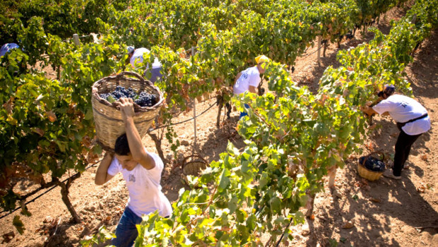 GROSSETO – Cominciano ad arrivare alle 4 di mattina. Dieci, venti, trenta. In pochi minuti oltre cento. Arrivano a piedi o in bicicletta. Uomini e donne in cerca di lavoro. Romeni, bulgari, moldavi, bengalesi, albanesi, nel cuore della notte al distributore Esso sull’Aurelia. È qui che trovano i «caporali», pronti a smistare la manodopera nelle aziende agricole tra Siena e Grosseto. È la vendemmia low cost, tra i vigneti del Chianti e della Maremma. Cinquanta euro per una giornata di otto ore, che spesso diventano dieci. Sei euro l’ora, a volte meno, senza contratto, senza assicurazione, senza vestiti adeguati, […]