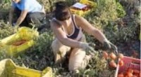 Redazione di Operai Contro, Nei campi gli operai agricoli, donne e uomini, vengono sottoposti a ritmi e carichi di lavoro insostenibili spesso a nero spesso con un   miserabile salario.I morti e i feriti di questa guerra sono cronache quotidiane! Le braccianti subiscono  una ulteriore violenza dovendo sottostare ai ricatti, ai soprusi e alle violenze dei caporali o dei padroni di turno. Questo accade nella totale indifferenza delle classi superiori, della società civile interessati al km zero e alla qualità del cibo piuttosto che al bestiale sfruttamento con cui il cibo viene ottenuto. L’indifferenza ed il silenzio sono sempre connivenza ed […]