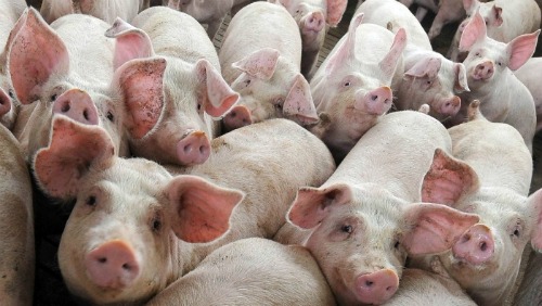 Cara Operai Contro, con la legge sulle unioni civili in ballo, fanno un gran parlare di “libertà di coscienza”. Ma quale coscienza? In questi giorni due disoccupati in altrettanti luoghi si sono suicidati, ma  in Parlamento hanno continuato come niente fosse. La coscienza dei maiali ha altre sensibilità, non si occupa di quisquiglie come la disoccupazione che in Italia riguarda quasi sette milioni di persone.   Anche Bagnasco capo della Cei, il Parlamento dei Vescovi, spinge per il voto segreto in modo che ogni parlamentare possa votare “secondo coscienza” e non dover dire a nessuno cosa ha votato, perché […]