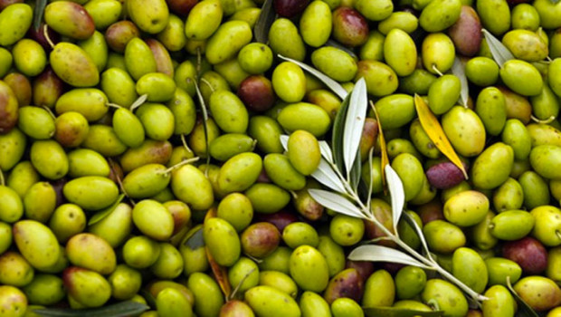 Redazione Il Parlamento europeo ha approvato l’importazione nell’Unione europea, fra il 2016 e il 2017, di 70.000 tonnellate di olio di oliva a dazio zero dalla Tunisia. Un quantitativo che si somma all’importazione di altre 56.700 tonnellate, ugualmente senza dazio, già previste dall’accordo di associazione Ue-Tunisia. Questa notizia sta suscitando vibranti proteste di medi e grossi capitalisti olivicoli (quelli che sono interessati a mettere il proprio olio sul mercato), organizzazioni agricole, associazioni olivicole e partiti politici borghesi. Giusto per fare qualche esempio, Coldiretti, Confagricoltura e Cia dichiarano che questa importazione supplementare aggrava le condizioni già critiche degli olivicoltori e […]