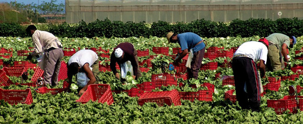BARI: 30 GIUGNO MANIFESTAZIONE   Siamo i lavoratori e le lavoratrici delle campagne della provincia di Foggia e della Piana di Gioia Tauro. Ancora una volta, uniti e determinati, scendiamo nelle strade per chiedere quello che ci spetta, consapevoli del fatto che i problemi che ci riguardano, così come i loro responsabili, hanno ovunque lo stesso nome! Lo scorso 8 giugno l’omicidio di Sekine Traoré alla tendopoli di San Ferdinando, per mano di un carabiniere, non ha fatto che evidenziare in modo tragico una verità che denunciamo da anni: le condizioni di estrema precarietà e la segregazione prodotte dalle […]