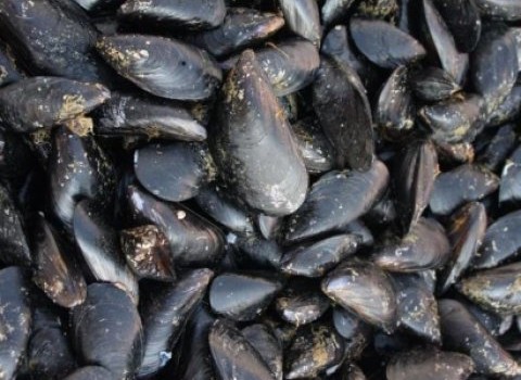 Redazione di Operai Contro, le cozze di Taranto  una volta andavano al macero. Oggi grazie al governatore della Puglia sono salve. Hanno il  quantitativo giusto di diossina e PCB possono essere mangiate tranquillamente. Ora aspettiamo che Emiliano salvi gli operai dalla diossina e il PCB Un operaio dell’ILVA Cronaca della Gazzetta del Mezzogiorno «L’applicazione della mia innovativa ordinanza evita distruzioni di prodotto e consente di avere la certezza che la cozza di Taranto è la più sicura, per me anche che è la più buona del mondo». Lo ha detto il presidente della Regione Puglia, Michele Emiliano, presentando oggi […]