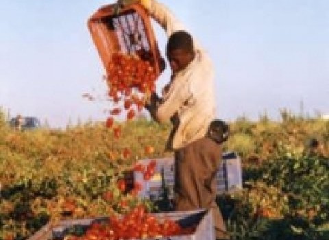 Redazione di Operai Contro, nell’intervista di ieri Ivan Sagnet sindacalista del Flai diceva che il razzismo era alla base dello sfruttamento bestiale a cui vengono sottoposti i braccianti, è così? A me pare di no. Prima degli africani molti braccianti venivano dall’est, nell’allevamento molti lo sono ancora. Molti braccianti e non solo al sud sono donne italiane. Ai padroni non interessa il colore della pelle degli schiavi, ma quanti pomodori raccolgono per quel misero salario che gli danno! Molti dei caporali sono africani, indiani, italiani, quasi sempre sono in combutta con padroni e malavita locale come il pakistano arrestato […]