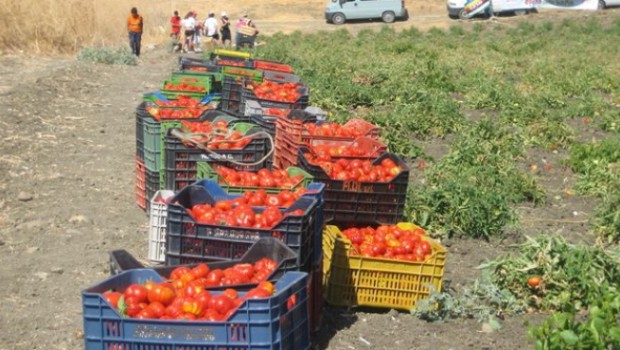 Redazione di operai Contro. I carabinieri alle volte arrestano i caporali ma difficilmente i padroni. Il caporalato è legato all’esistenza dei padroni. Fino a quando ci saranno padroni, ci saranno caporali che contribuiscono con il padrone allo sfruttamento degli schiavi salariati. Al Sud abbiamo il caporale che lavora prevalentemente con i padroni della terra. Al Nord abbiamo le agenzie legali che prendono la loro percentuale dai padroni per fornire schiavi salariati a basso prezzo Un bracciante di Foggia Dalla Gazzetta I carabinieri del Comando provinciale di Foggia hanno arrestato un cittadino romeno di 37 anni, Florin Anusca, ritenuto responsabile […]