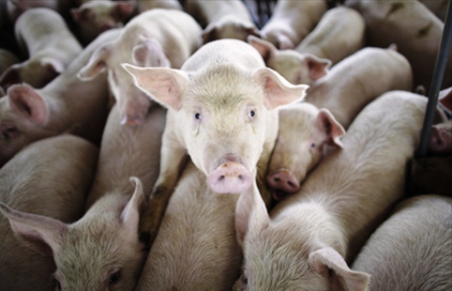 RIPORTIAMO ALCUNI COMMENTI: Enrico Morza · Itis fidenz vergogna la mancetta di Renziana memoria…6 euro lordi al mese di aumento…fate solo schifo…la mia tessera l’ho gia stracciata….fanculo metasalute!!!!!!! Mi piace · Rispondi · 3 · 24 marzo 2017 19:21 Claudio Preziosi · ITIS Enrico Fermi – Frascati (RM) Sono iscritto alla Fiom da più di 30 anni ma questo sfogo lo capisco. Come si può fare un volantino del genere mettendo in evidenza la conquista degli 80 € da parte della Fiom. È una presa per il culo almeno potevamo risparmiarci il volantino con i grandi caratteri degli 80 […]