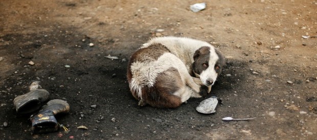 Redazione di Operai Contro, soldati USA, soldati Curdi, soldati Iraniani, mercenari Irakeni hanno posto sotto assedio la città di Mosul da sei mesi. Come in Siria la scusa è sempre la stessa: liberarsi dai terroristi dall’ISIS. Non riescono tuttavia a vincere e hanno deciso di affamare i civili e i combattenti dell’ISIS. Da alcune settimane  gli assedianti hanno tagliato l’ultima strada di rifornimenti che consentiva l’arrivo di viveri e di armi. Civili e combattenti hanno cominciato a mangiare cani, gatti, erba per sopravvivere alla fame. I civili avevamo sperato che i jet  degli assedianti lanciassero pane al posto dei […]