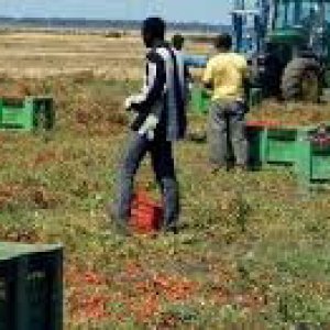 Redazione di Operai Contro, i razzisti urlano che i rifugiati costano 35 euro al giorno. Dovrebbero dire che il governo dei padroni regala ai padroni di molte cooperative 35 euro al giorno per ogni rifugiato. I padroni delle cooperative vivono da parassiti  come pascia. Non arriva un euro ai rifugiati. Anzi i padroni delle cooperative fanno spesso i caporali per i padroni. Ogni tanto la polizia arresta qualche padrone delle cooperative che poi la magistratura provvederà a rimettere in libertà. Un lettore   da Repubblica COSENZA. Avrebbero dovuto agevolarne l’integrazione dei richiedenti asilo e curare le loro ferite fisiche […]