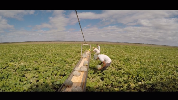 Riceviamo e pubblichiamo Dopo aver sentito parlare per diverso tempo da amici e conoscenti adesso posso dire di aver toccato con mano, seppure per pochi giorni, l’esperienza delle farm Australiane. L’estensione del Working Holiday Visa per il secondo anno deve passare proprio da qui, e la si ottiene prestando almeno 88 giorni di lavoro. C’è chi ne parla ‘benino’ e c’è chi descrive questi tre mesi pieni di lavoro come un vero e proprio calvario. Una cosa è certa: lavorare in un ristorante, in confronto, è una passeggiata. Le macchine hanno dato una mano negli ultimi tempi a svolgere […]