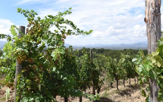 Redazione  di Operai Contreo, in genere il lavoro nero in agricoltura viene associato alle campagne del sud, avevi ragione un anno fa quando ponevi la domanda ” senza padroni esisterebbe il caporalato?”. In Toscana i padroni  agricoli, grandi e piccoli ci sono, perchè non dovrebbero esistere i caporali? Organizziamoci contro i padroni e i caporali scompariranno! ti allego un collegamento a quanto successo nelle terre del brunello! saluti un lettore http://iltirreno.gelocal.it/grosseto/cronaca/2017/09/29/news/caporalato-tre-arresti-fra-le-province-di-siena-e-grosseto-1.15918340?refresh_ce