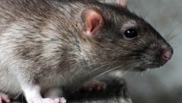 Caro Operai Contro, la regione Lombardia il cui presidente Maroni non perde occasione per declamarne, “l’eccellenza”, anche stavolta non si smentisce. In una scuola materna invasa dai topi vicino a Varese, si è reso necessario programmare una derattizzazione in grande stile, perché come ricorda La Prealpina, “Non è stato sufficiente ricorrere alle più classiche misure per eliminare i topolini” Con “l’eccellenza lombarda” di Maroni la derattizzazione prosegue, nel frattempo ratti, topi e topini, potranno festeggiare l’arrivo del nuovo anno. La derattizzazione proseguirà con l’anno nuovo e se necessario oltre, finché oltre ratti, topi e topini, saranno sterminati anche pantegane […]