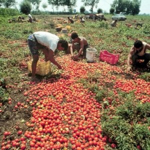 Redazione di operai contro, secondo l’indagine della Flai-CGIL 4 braccianti su 10 lavorano in nero. Un esercito di operai agricoli, 400 mila, sputano sangue sotto il sole d’estate e al freddo d’inverno. Sono invisibili per il sottodimensionato ad hoc ispettorato del lavoro. Sono invisibili per il “decreto dignità”del governo del cambiamento. Sono invisibili per i padroni grandi e piccoli delle aziende agricole? Difficile considerato che sono la fonte principale della loro ricchezza. I padroni e i loro servi nei partiti politici ,nel sindacato e nei media preferiscono strombazzare strumentalmente la lotta al caporalato. Rilancio la domanda che hai pubblicato […]