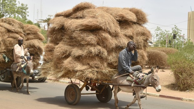 Nel Sahel sono considerati come i più fedeli amici dell’uomo. Gli asini costituiscono un insostituibile mezzo di locomozione e di trasporto. Nella capitale Niamey, per esempio,  hanno un ruolo di primo piano per regolare il traffico e le mercanzie. Persino le numerose fuori strada d’occasione o di contrabbando libico si fermano al loro studiato cambio di corsia. D’abitudine il conducente è seduto sull’animale e con un bastone ritma la direzione e il trotto dell’animale. Portano in giro quanto constituisce l’economia reale del Paese. Legna da ardere, fieno per i capri che saranno presto sacrificati, bidoni d’acqua popolare, immondizie da […]
