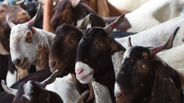 Suo padre somalo si era rifugiato negli Stati Uniti. John è nato, da madre americana, il primo giorno del mese di gennaio del 1989. All’ètà di cinque anni accompagna suo padre, commerciante,  in Costa d’Avorio. Rimane nel Paese fino alla morte di suo padre, ucciso durante la crisi che ha seguito le elezioni presidenziali del 2011. Si salva nel vicino Mali e di lì continua fino in Algeria per poi raggiungere il Marocco. Cerca lavoro e trova solo un documento che lo riconosce come rifugiato. Il tentativo di passare in Spagna col gommone naufraga ancora prima di cominciare. Allora […]