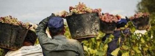 Caro Operai Contro, “Questa è mafia”, dice il ministro dell’interno Salvini, recatosi a Foggia dopo la mattanza dei 16 braccianti immigrati morti in due incidenti stradali. Una strage mai vista, appesantita dal fatto che i braccianti venivano stipati a decine su due furgoni, senza finestre, senza sedili, senza punti fermi dove sedersi e reggersi. Dei numerosi feriti gravi, non se ne sa più nulla. La mattanza è stata per Salvini, un’altra ottima occasione per attaccare gli immigrati: “la loro presenza alimenta la mafia e perciò bisogna chiudere le loro baracche e i loro accampamenti”. Questa genialata di Salvini di […]