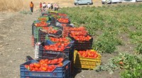 Redazione di Operai Contro, il “pomodoro italiano” non andava più bene per fare propaganda. Non aumentavano le vendite. Del resto lo sanno tutti che nel Foggiano agrari e industrie di trasformazione del pomodoro utilizzano forza lavoro in nero a 3 euro l’ora quando va bene. Emigranti che i caporali al servizio degli agrari e delle industrie reclutano per la raccolta e la lavorazione del pomodoro. Salvini non reclama con agrari, padroni delle industrie e polizia. Se la prende con i braccianti perchè abbiano ancora più paura e siano costretti ad accettare un salario ancora più basso. Princes Industrie Alimentari, […]