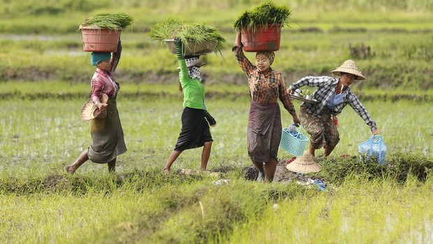 La guerra dei dazi si sposta sul riso. Ormai siamo ad uno scontro commerciale aperto, saranno contenti i padroni agricoli. Così spingono verso una nuova guerra mondiale, tanto a morire andranno gli operai che raccolgono il riso in Cambogia e quelli che lo raccoglieranno in val Padana. Torneranno in vigore la prossima settimana i dazi Ue sull’import di riso da Cambogia e Myanmar a seguito della richiesta presentata dall’Italia nel febbraio 2018. I dazi saranno pari a 175 euro la tonnellata nel primo anno, 150 nel secondo e 125 nel terzo. La decisione arriva in seguito a un’indagine dell’Esecutivo […]