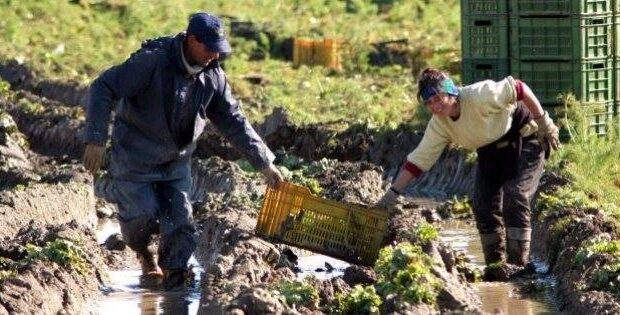 Un caso isolato? Maturato in anni di innumerevoli casi isolati, in un sistema di lavoro fra padroni ben protetti e braccianti emigrati, lavoranti in nero. Di Prefetture e autorità di pubblica sicurezza che sanno e lasciano correre. Della vergogna che grida vendetta, di un responsabile di tanta crudeltà, ancora libero di gestire alla stessa maniera i propri schiavi.